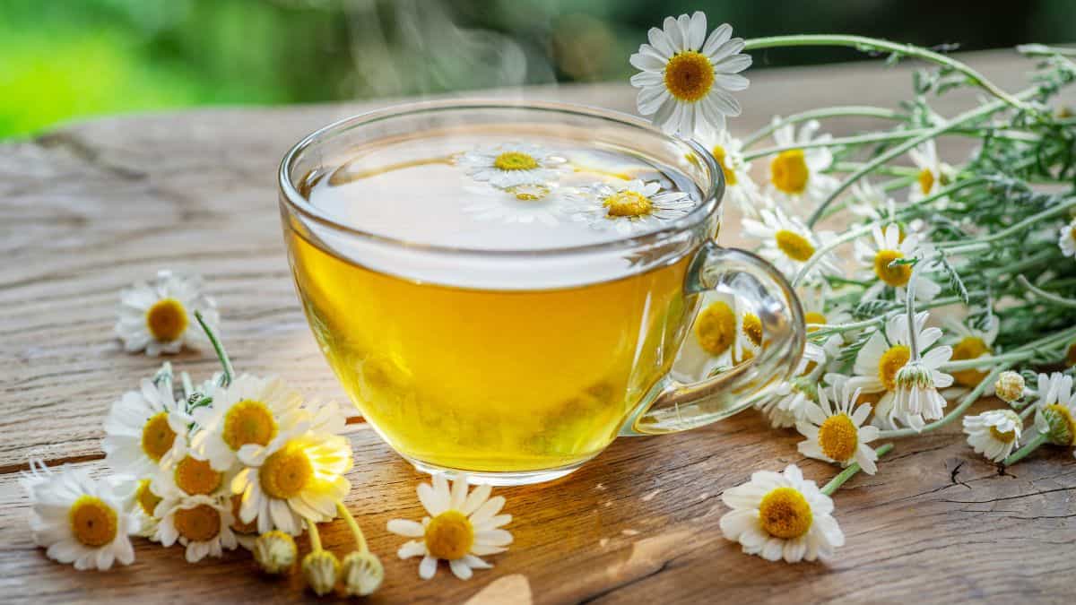 Chamomile 